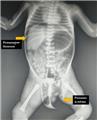 Spot Diagnosis