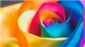 Color Therapy