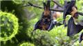 Nipah virus Infection
