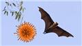 Nipah virus Infection