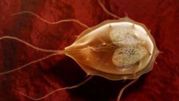 Giardiasis