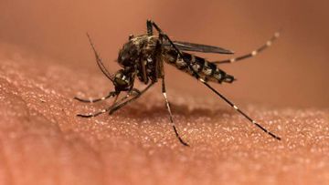Malaria